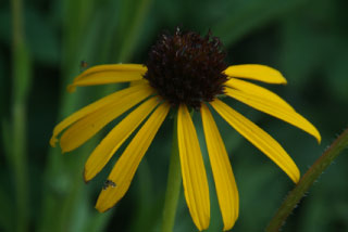 Echinacea paradoxaZonnehoed bestellen